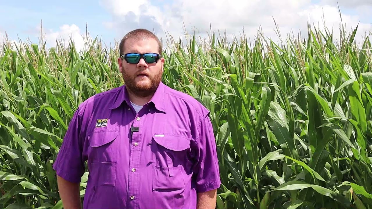 Corn Growth Stages & Update