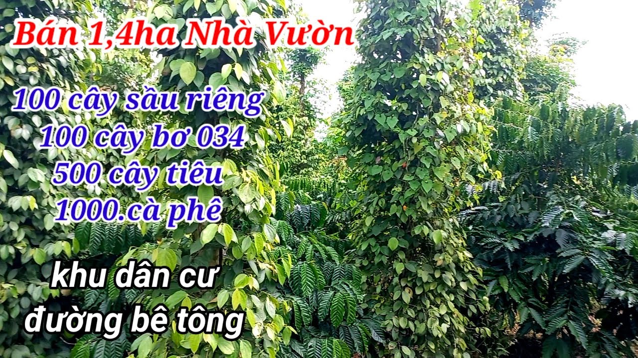 1,4ha Nhà Vườn Cà Phê Và Cây Ăn Trái, Ngay Khu Dân Cư Mặt Đường Bê Tông Quá Thuận Tiện