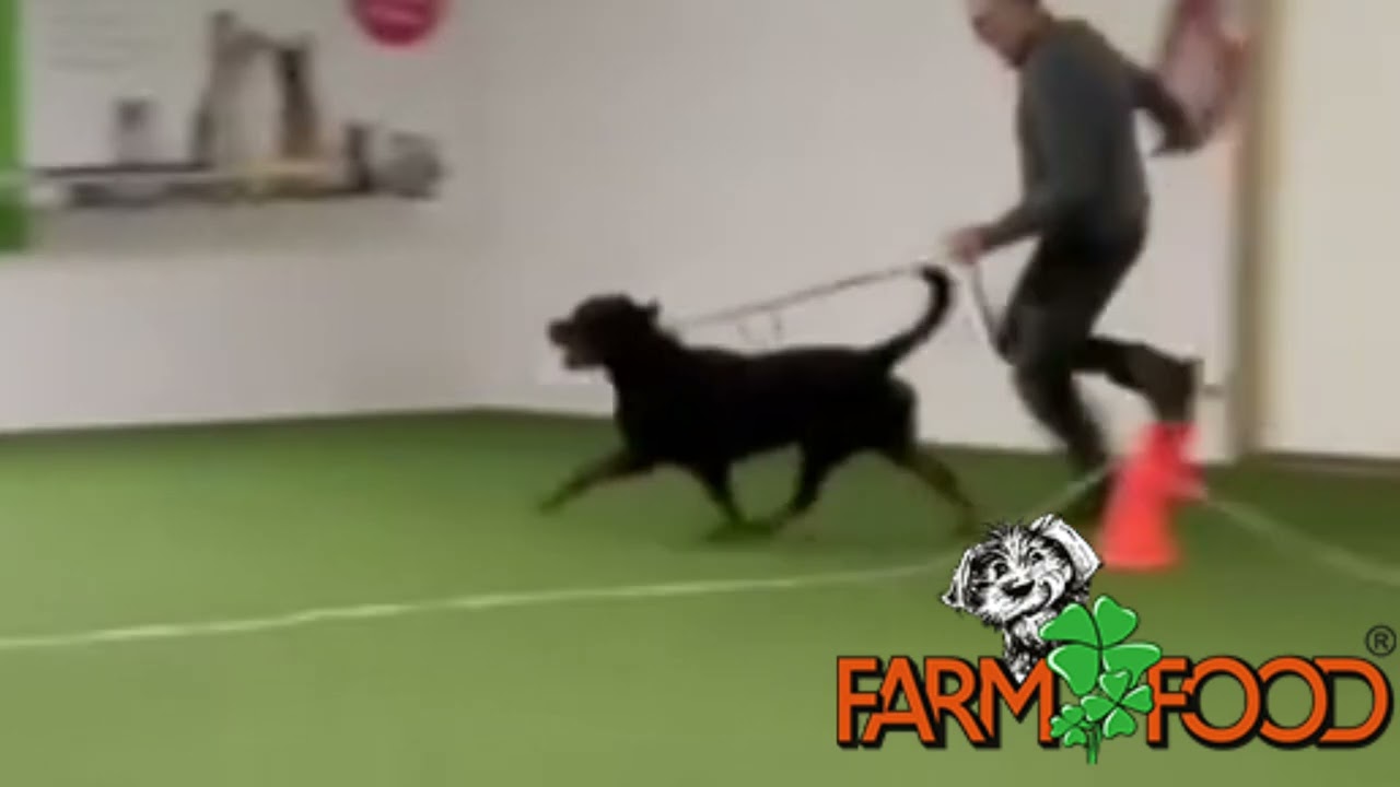 UTSTÄLLNINGSTRÄNING Bergslagen Dogs Academy AB