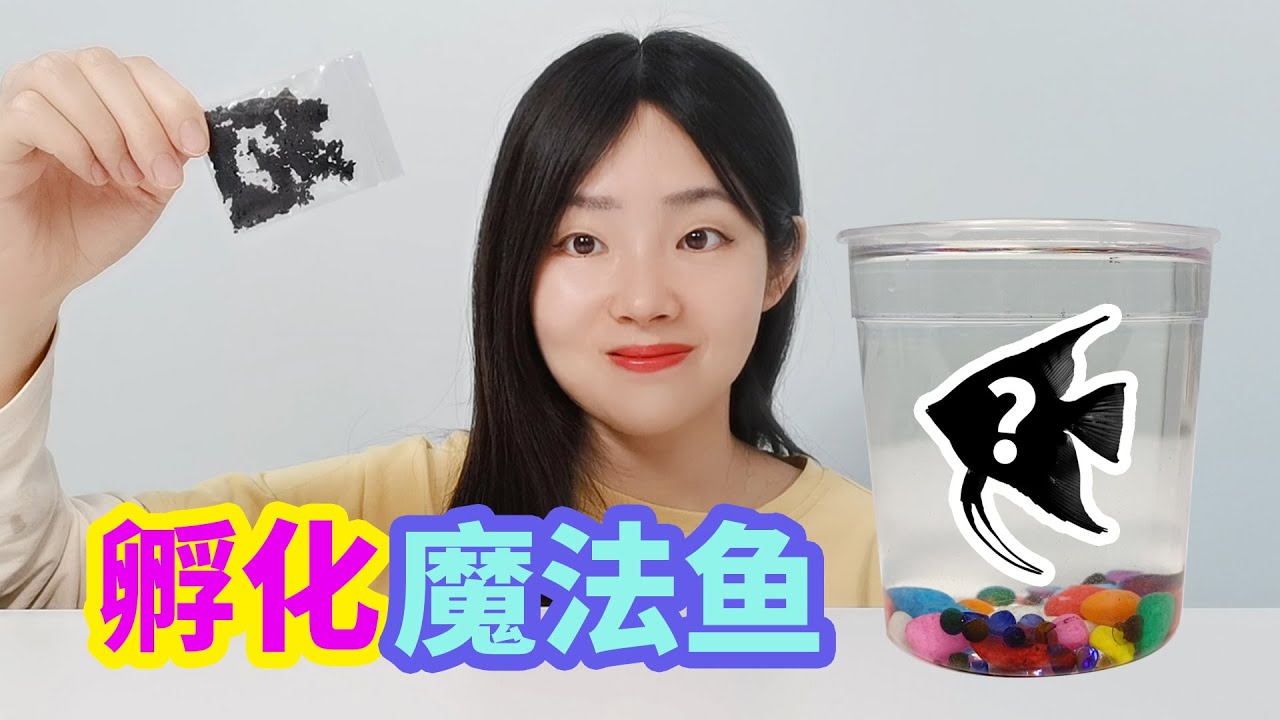 挑戰孵化魔法魚，把黑土倒在水里就能孵出小魚，是真的嗎？【妙藝手工】