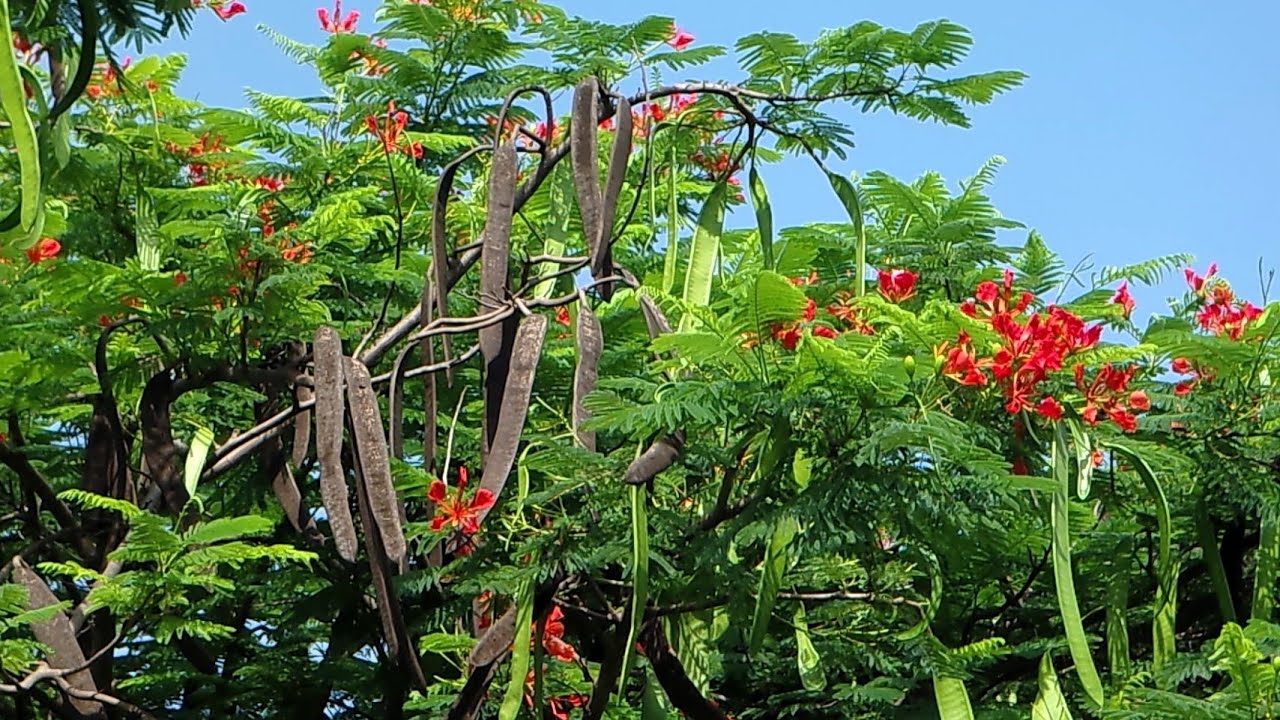Framboyan, flamboyán, chivato, tabachín, malinche, ponciana, acacia, arbol de fuego, Delonix regia