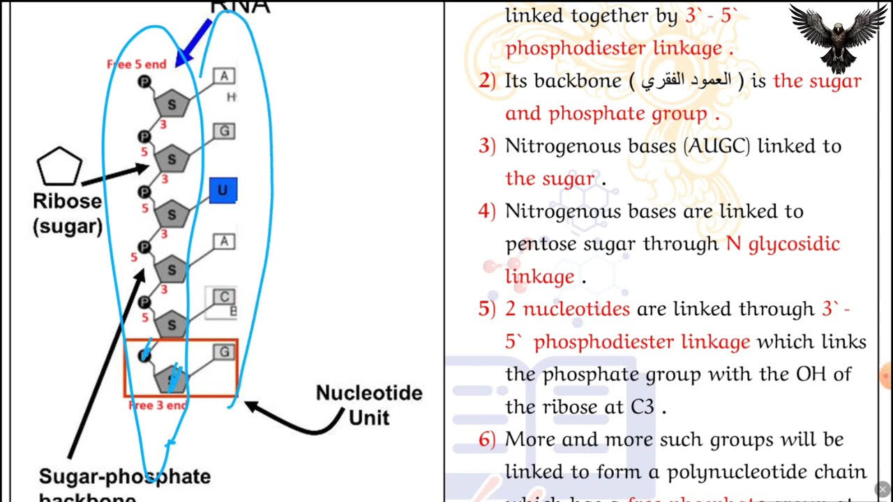 Ribonucleic acids RNAs