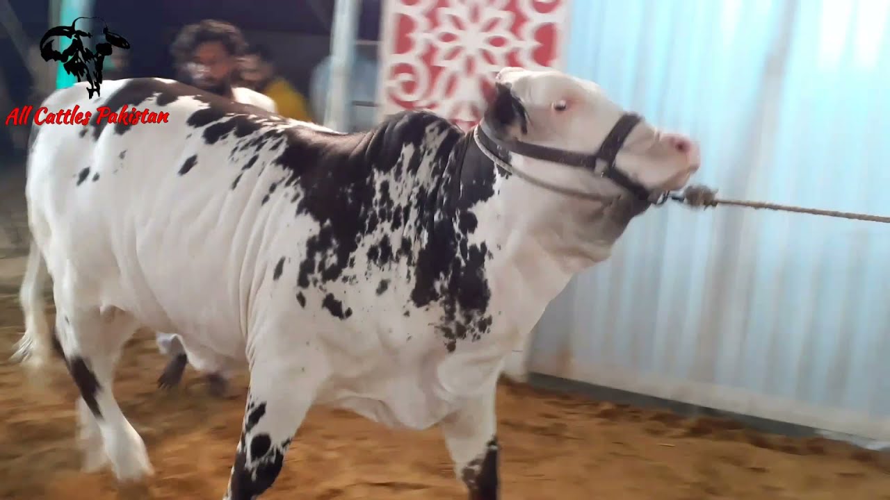 MASHALLAH SEASON 2022 KI KHOOBSURAT TAREEN BACHRI❤ [ALL CATTLES PAKISTAN] #shoqeen #season2022