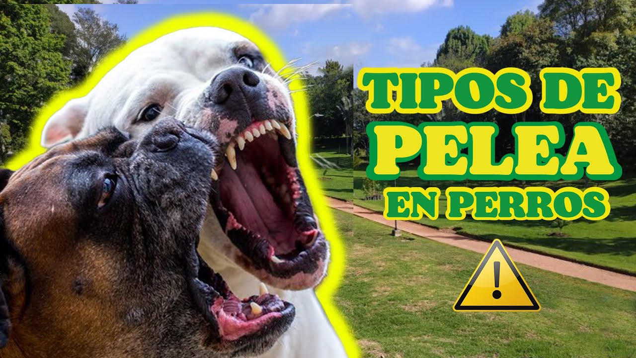Tipos De PELEA EN PERROS y COMO SEPARARLOS