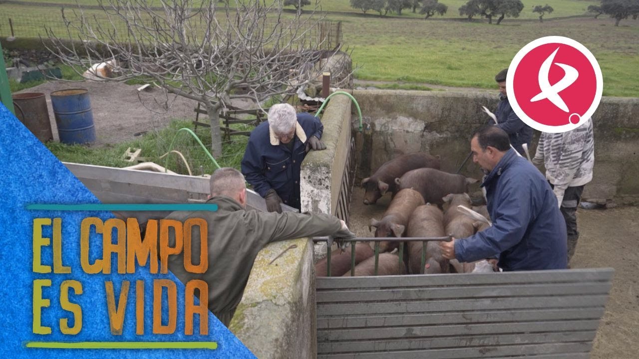 Miguel Ángel y su equipo cargan a 200 marranos para cambiarlos de terreno | El campo es vida