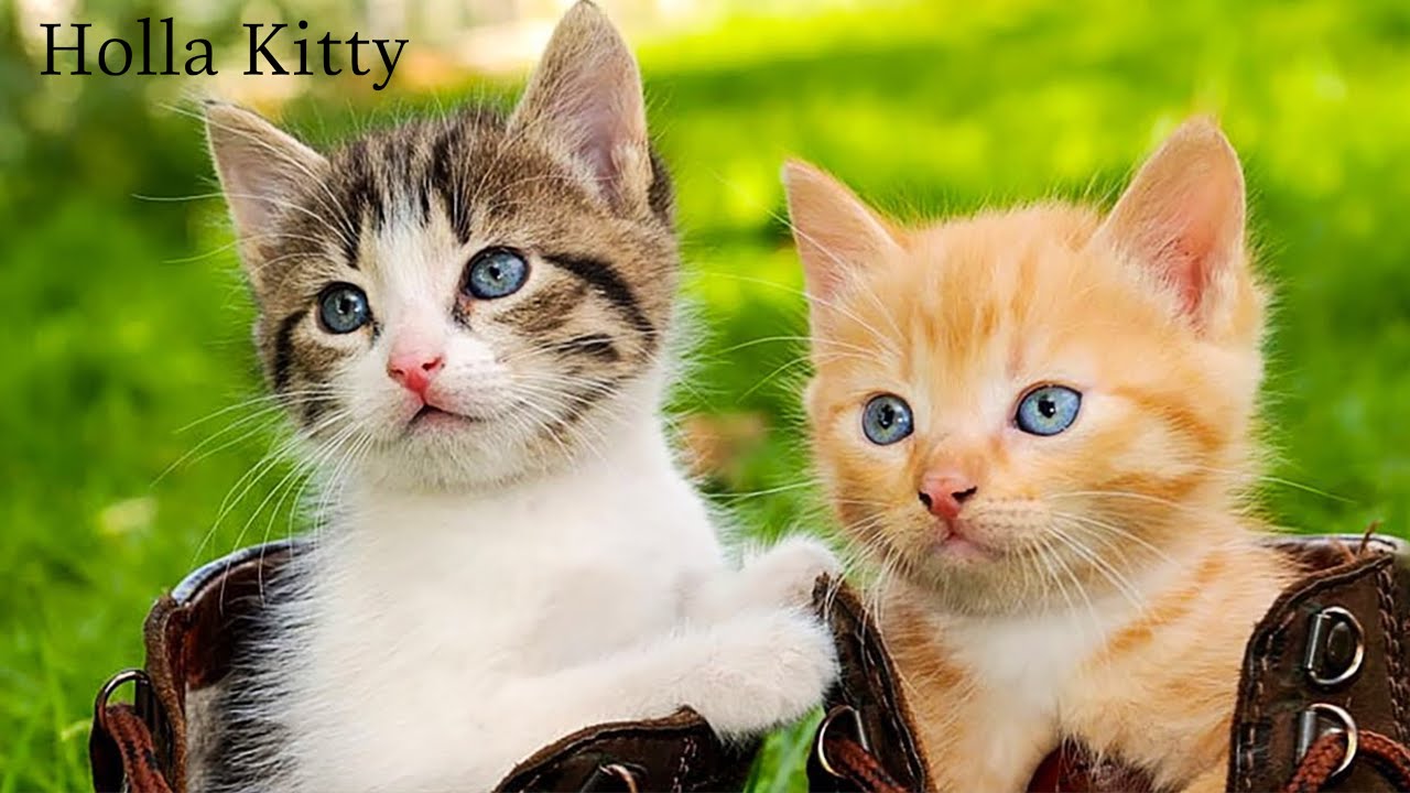 Elegant Cat Compilation – Premium Comfort for All Ages 😻