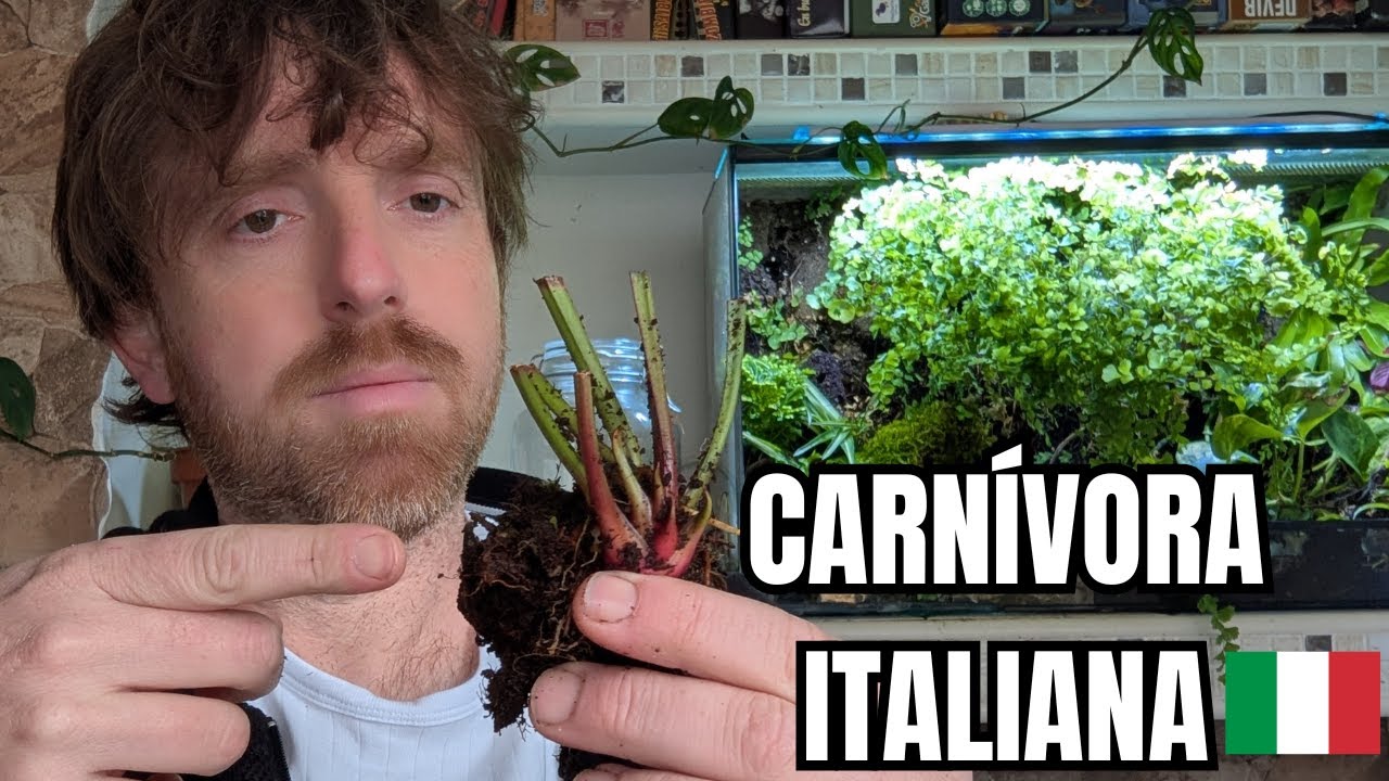 Pido una planta carnívora por Ebay a Italia y recibo esto | Sarracenia