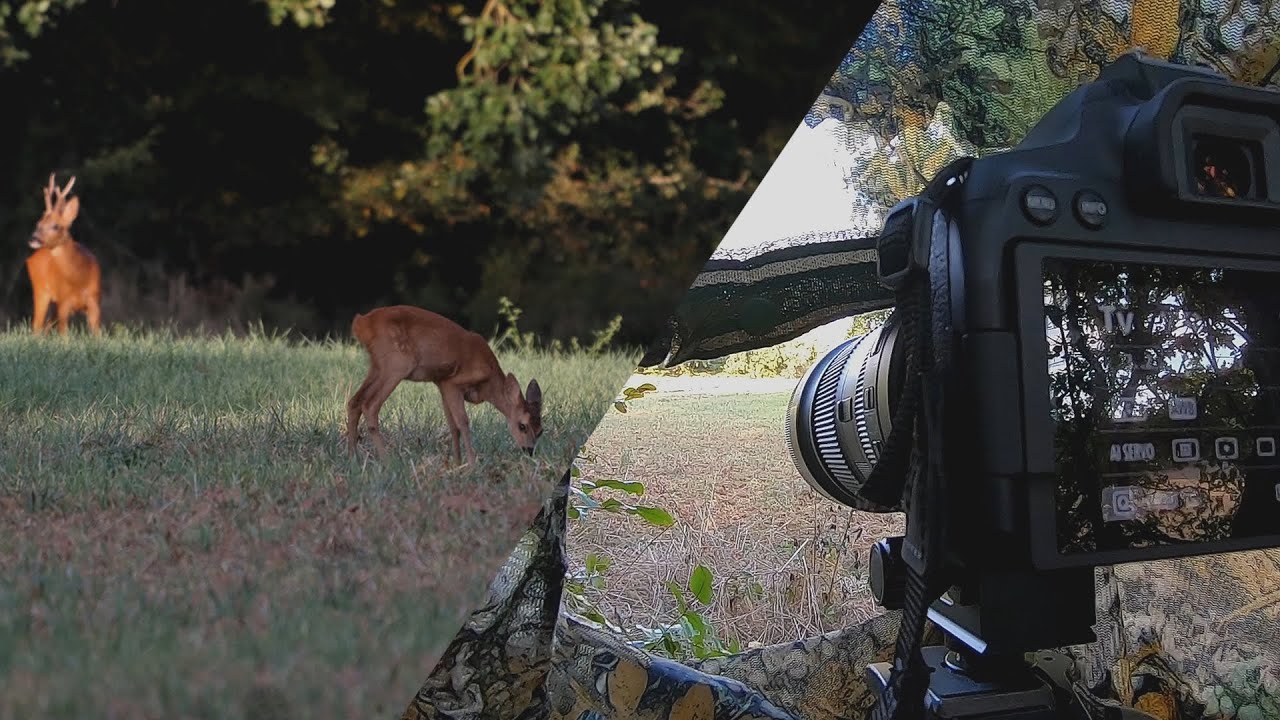 Comment faire un affût pour observer les animaux ?
