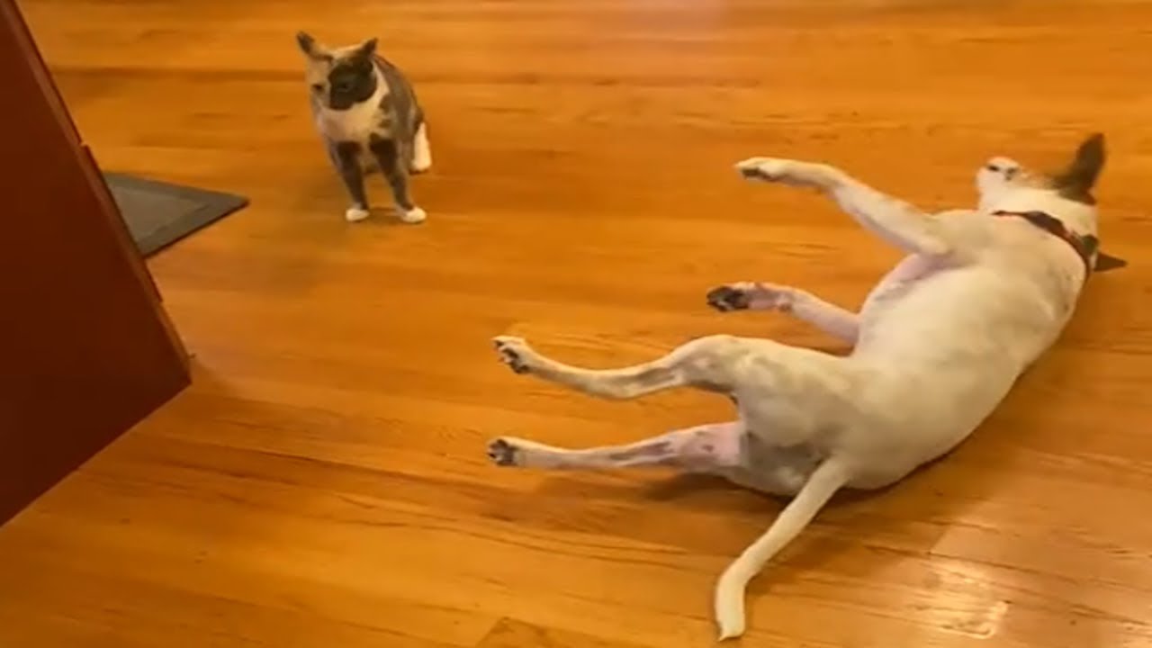 The Eternal Rivalry: CATS vs DOGS - Who's Cooler?