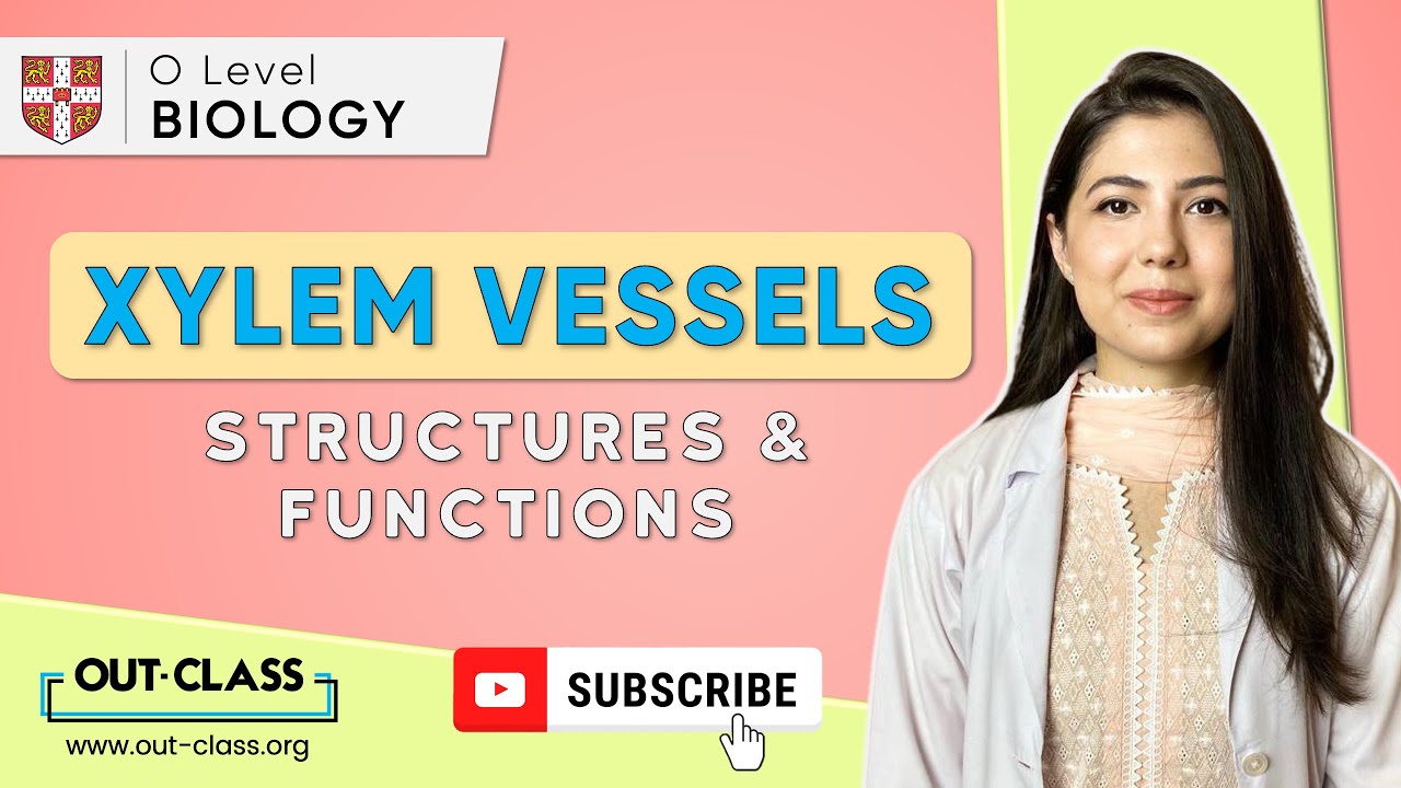 OUT-CLASS | O Level Biology | Relationship Between Structure & Function of Xylem Vessels