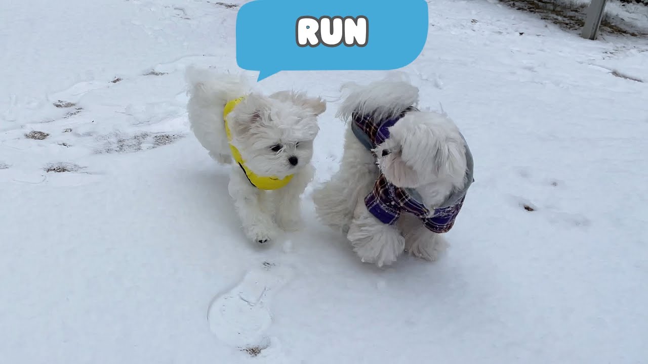 PUPPY'S FIRST REACTION TO SNOW ☃️