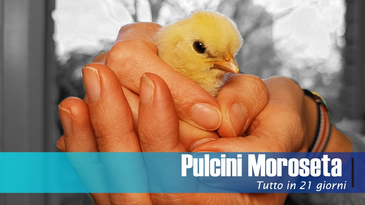 5 Pulcini MOROSETA in 21 Giorni - Storia di un piccolo allevamento familiare