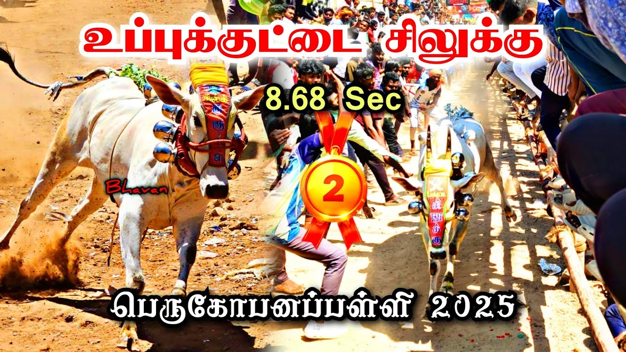 உப்புக்குட்டை சிலுக்கு😍8.68 Sec😍1st Reading🔥பெருகோபனப்பள்ளி 2025 #uppukuttaisilukku #perugopanapalli