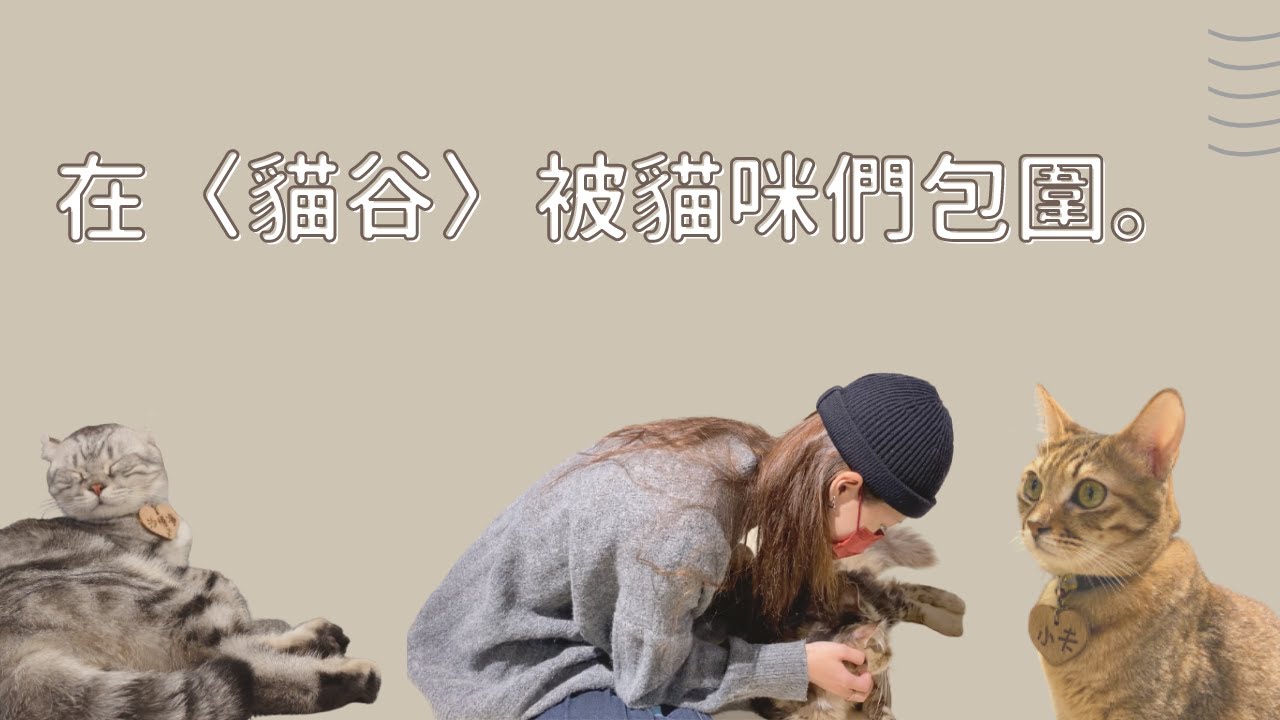 Mika 出遊｜新北市山區貓咪咖啡廳〈貓谷〉／被貓咪們包圍好幸福(●&prime;&omega;`●)ฅ