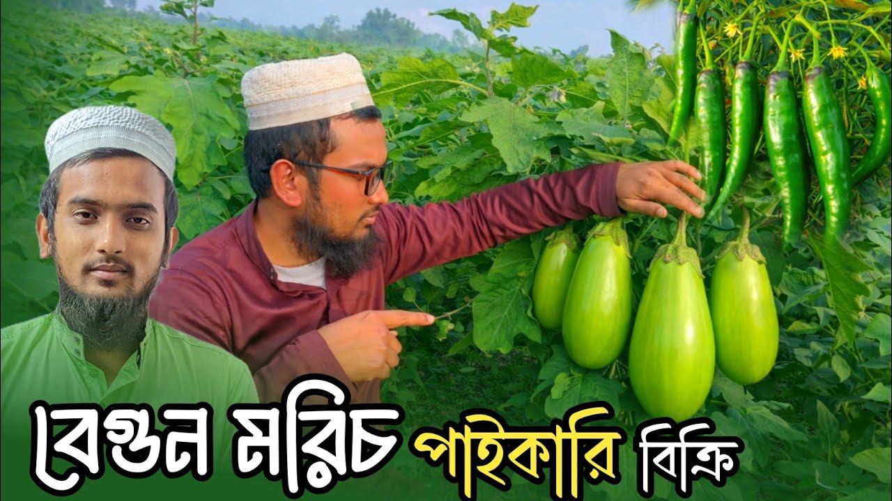 ভালো মানের | বেগুন–মরিচ পাইকারি সাপ্লাই | মাওলানা জামাল উদ্দিন কুড়িগ্রাম‌ , যোগাযোগঃ 01784978007