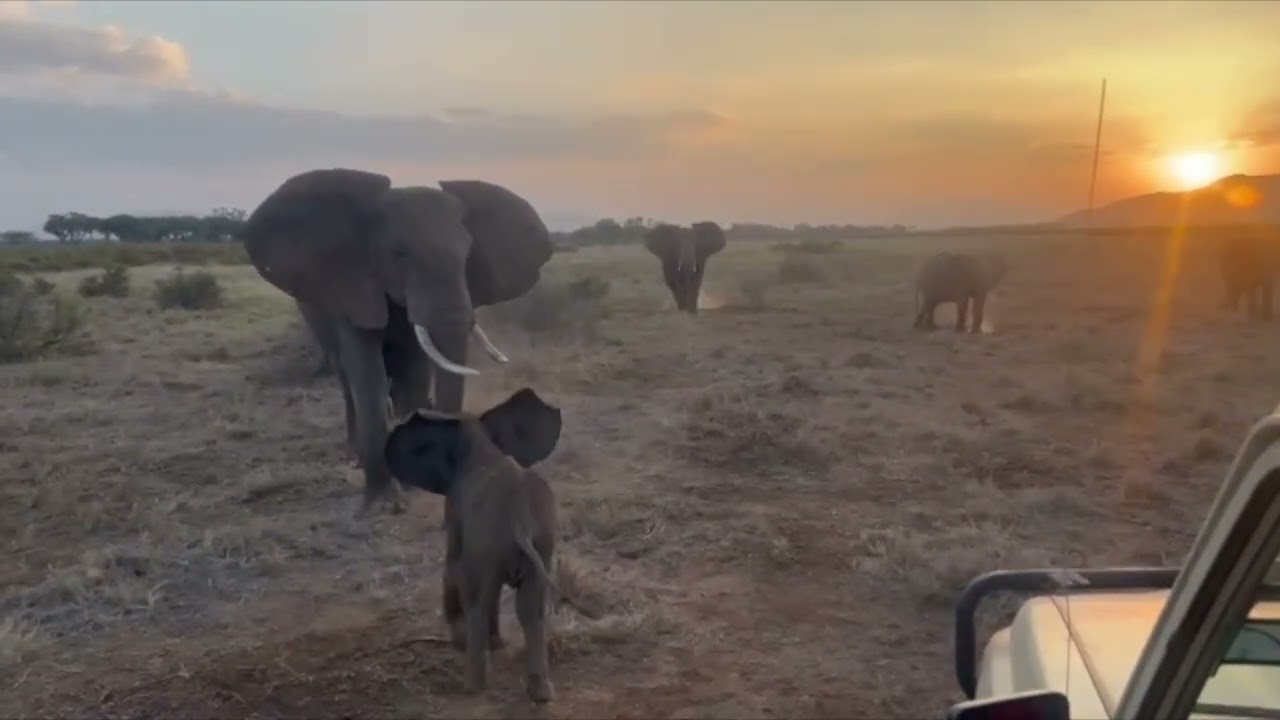 Orphaned Elephant Calf Reunited with Herd ❤️ 🐘