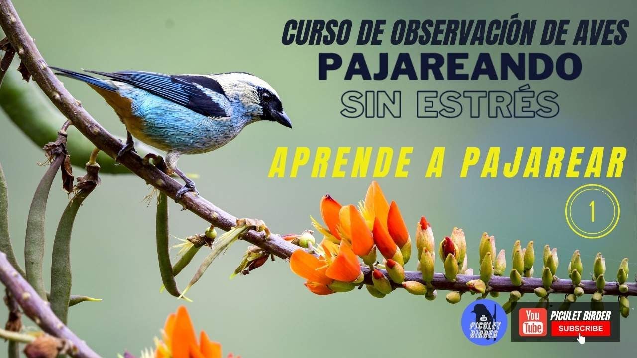 Curso Completo Pajareo1 /Avistamiento de Aves1 (Que necesitas para Observar Aves) Sin importar Donde