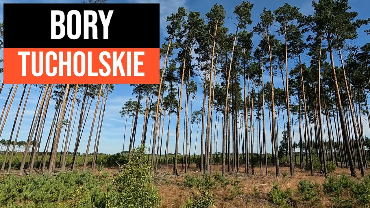 S24E06 Bory Tucholskie