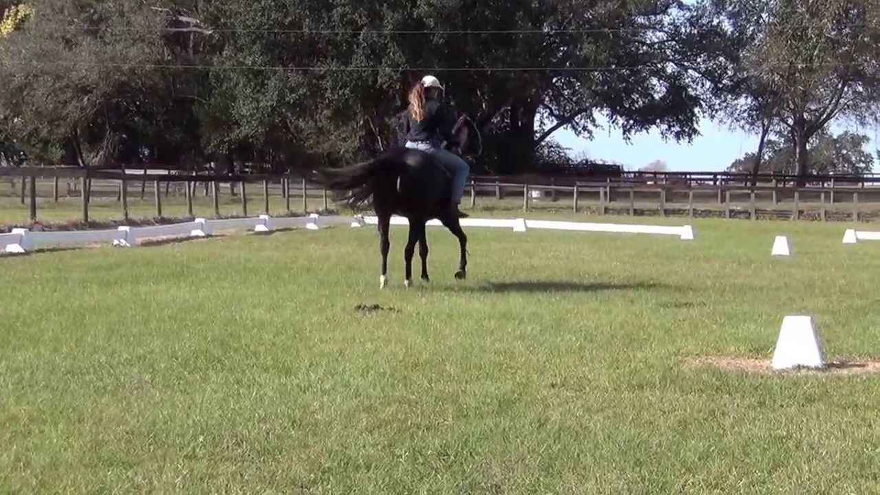 Bitless & Bareback Dressage Schooling, Part I