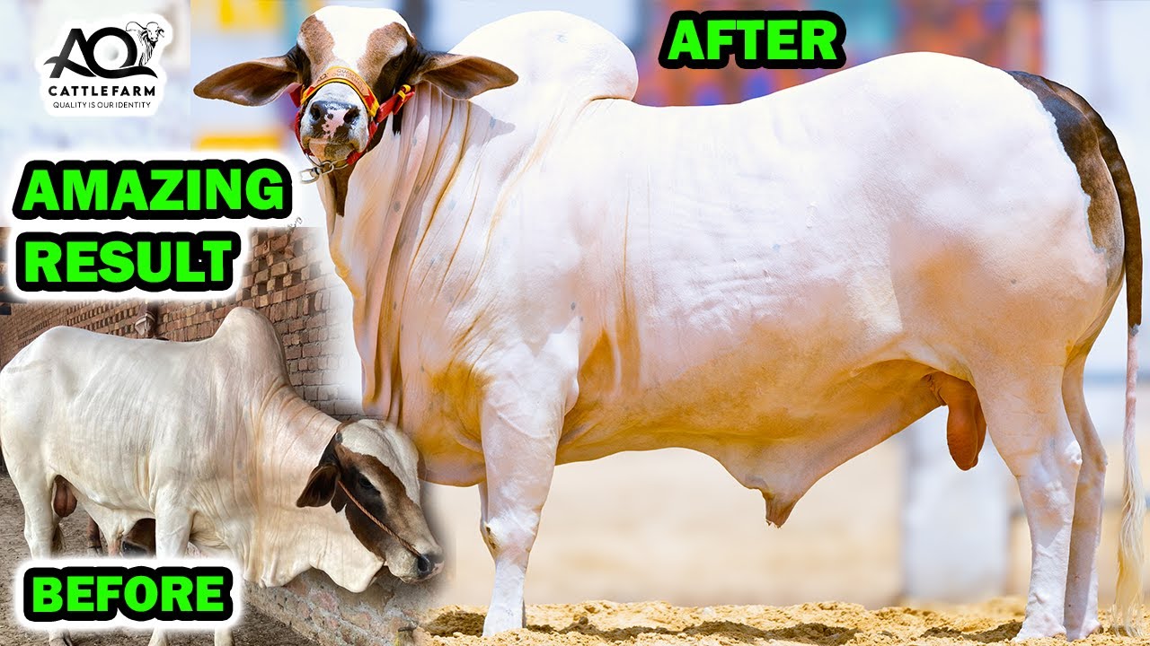 AMAZING RESULT & BIGGEST Bull REVEALED | Almond Zamzam Patel Thakur | AQ Cattle Farm