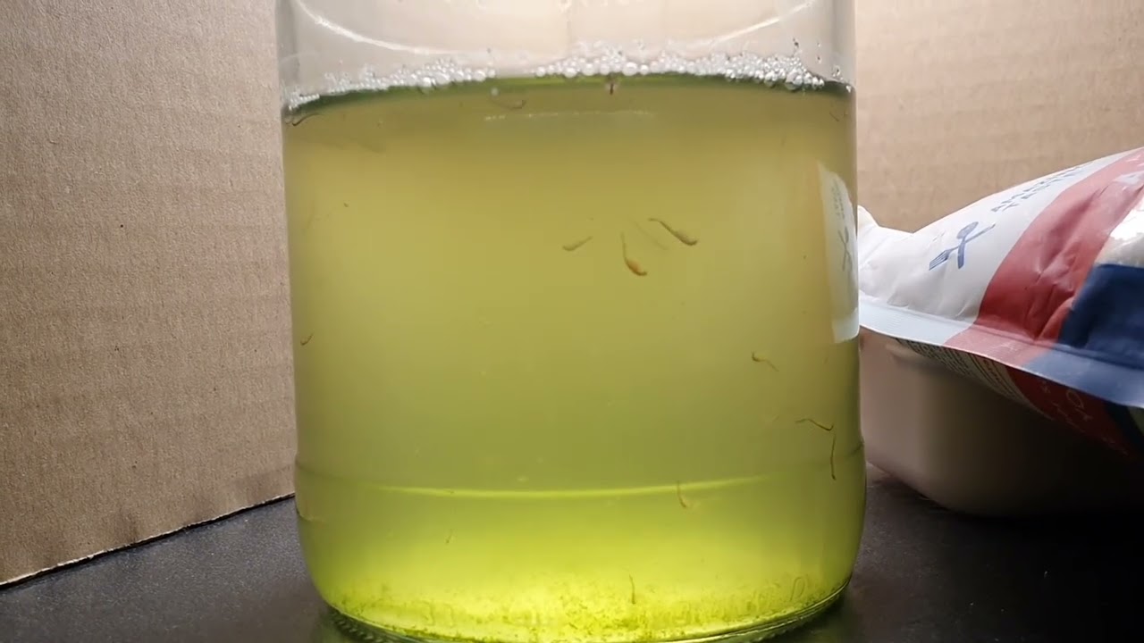 2 neue Tests. Salz aus Utah, USA, und ein neues Futter (lebendes Nannochloropsis Pulver).