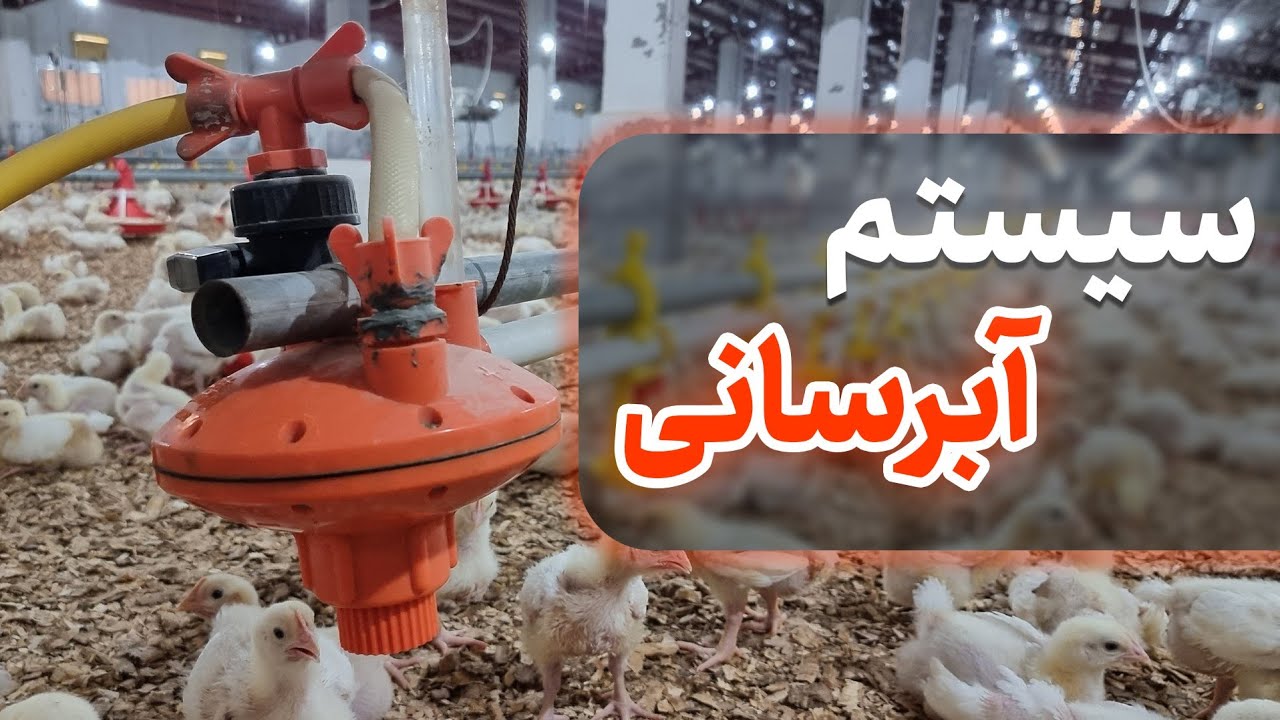 بررسی سیستم آبرسانی در مرغداری گوشتی