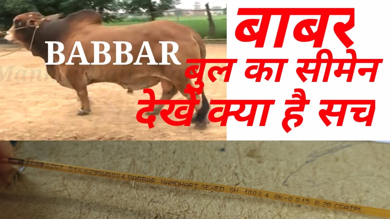 Babbar Bull🐮 Sahiwal Sex Simen (बाबर बुल साहिवाल)