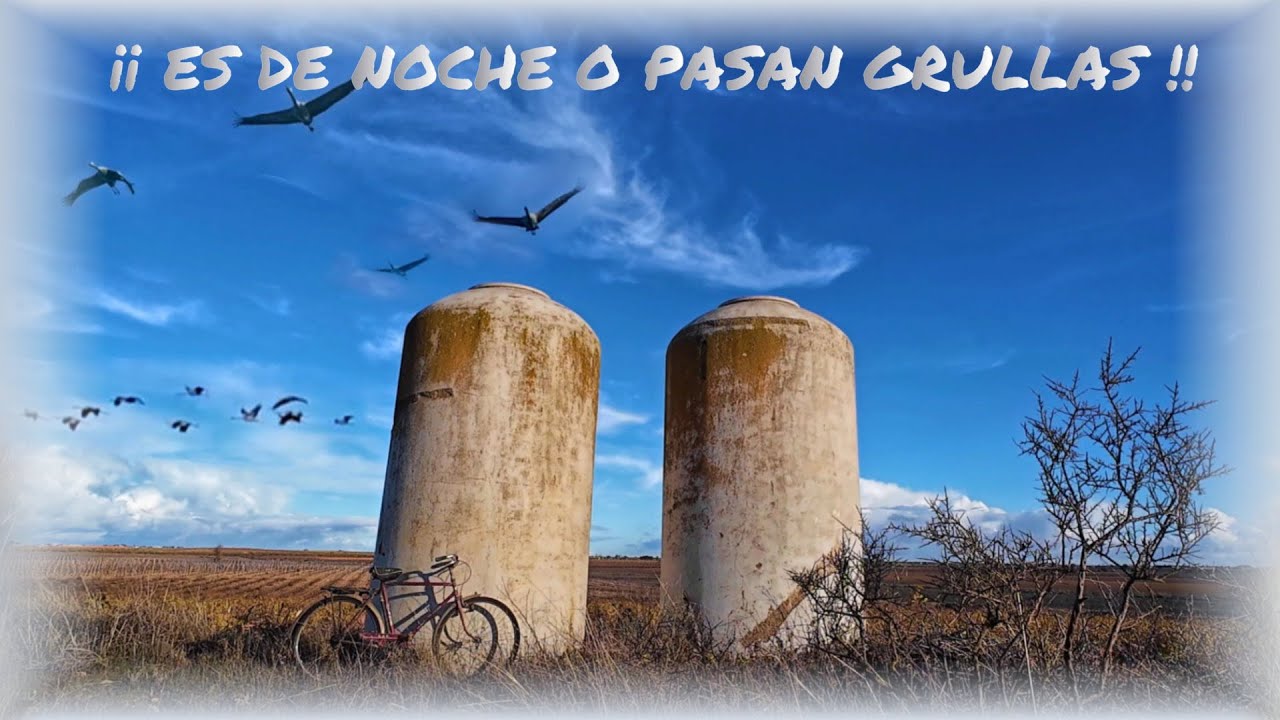 El VUELO Y CANTO DE LAS GRULLAS III   Grullas en las lagunas de Manjavacas y Villacañas