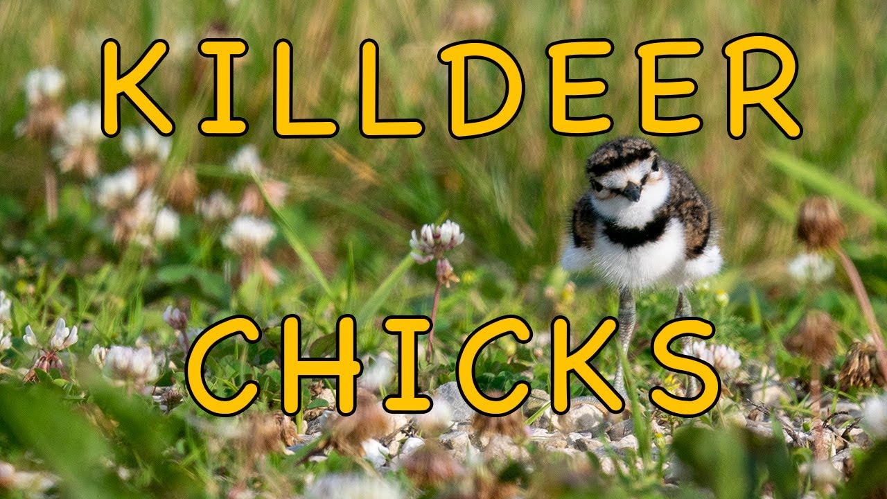 Killdeer Chicks