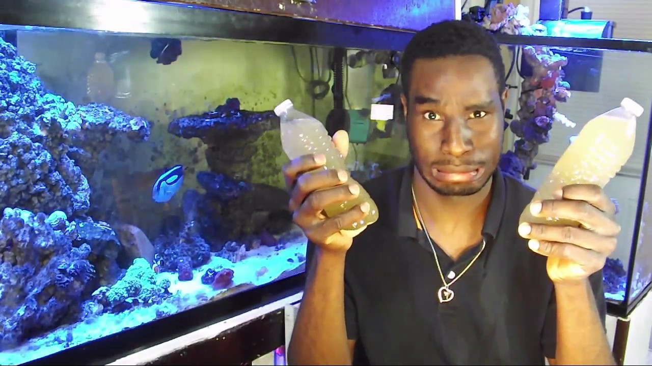 how to easy Cleaning sandbed in between water changesRandom Saltwater tips episode 9: Cleaning sand