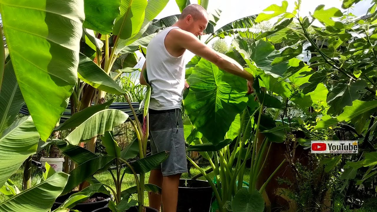 #1098✅Porównanie wiosna-lato😲Colocasia esculenta,uszy słonia, taro czy jak to zwał 🤝😀😲✅