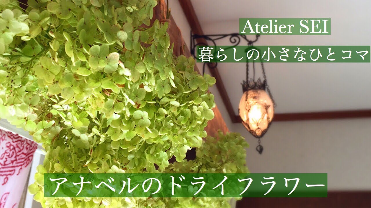 【暮らし】アナベルのドライフラワー/手作り
