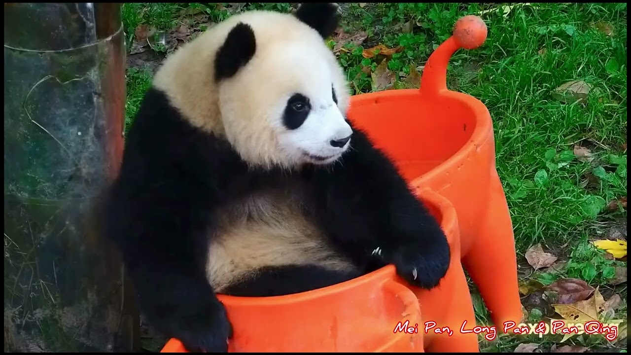 11/1 to 11/9/25 Pan Qing & Mei Pan, Long Pan ~ daily’s cuteness time