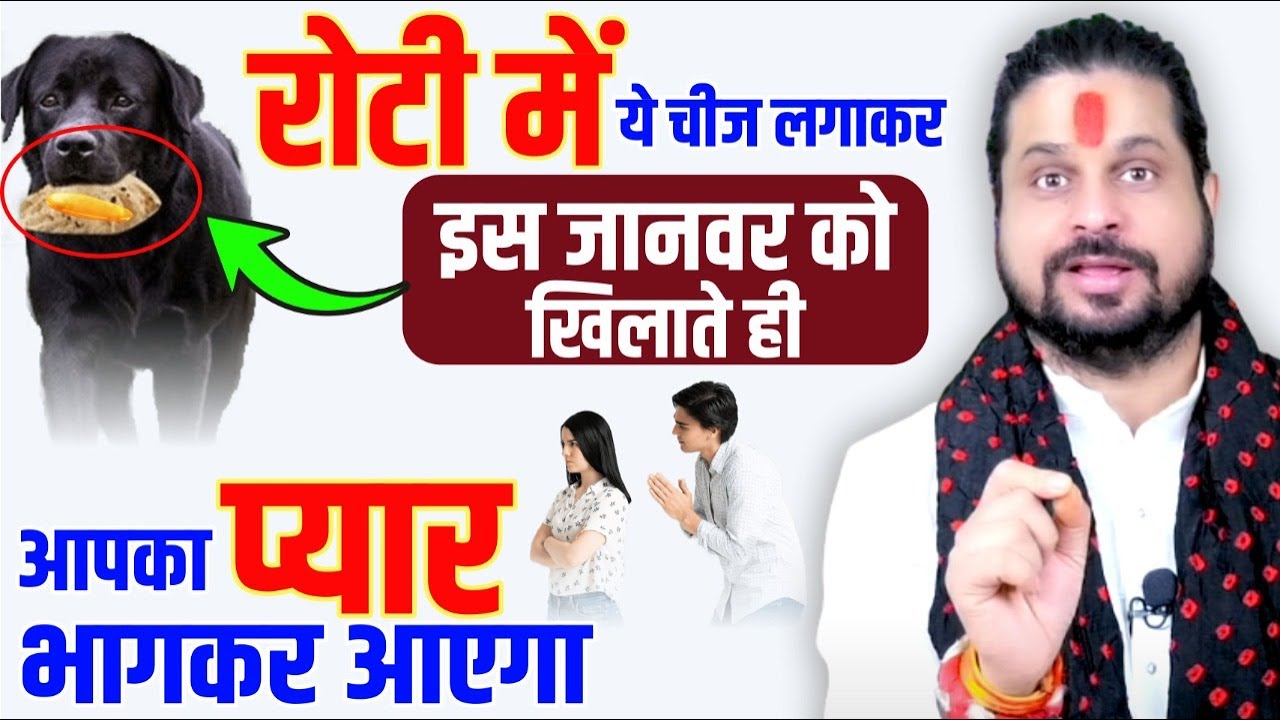 रोटी में ये चीज लगाकर इस जानवर को खिलाते ही आपका प्यार भागकर आएगा || Acharya Satish Awasthi