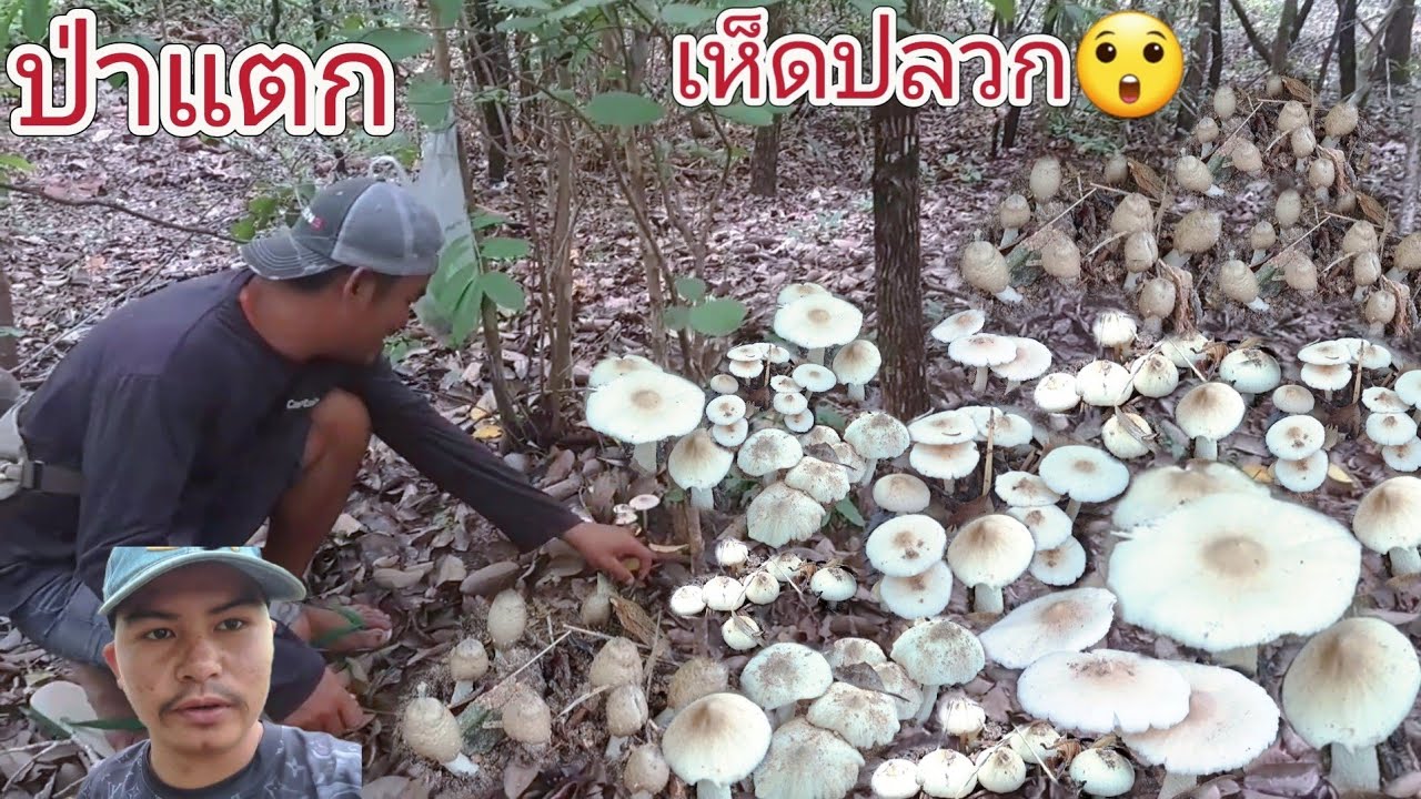 เดินป่าหาเห็ดปลวกไม่คิดว่าจะได้เยอะขนาดนี้ เห็ดปลวกมีแต่ดอกใหญ่ๆ  24 มิถุนายน ค.ศ. 2024