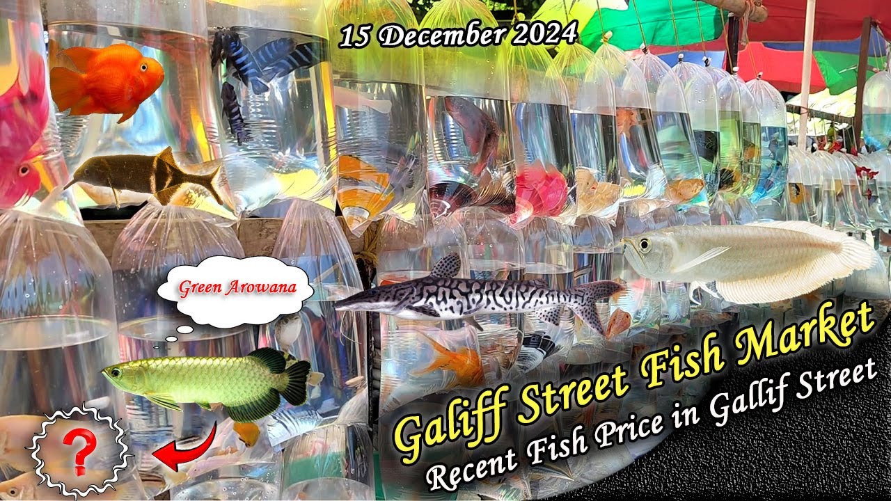 Kolkata Galiff Street Fish Market Recent Video | Recent Fish Price In Galiff Street | 15.12.2024