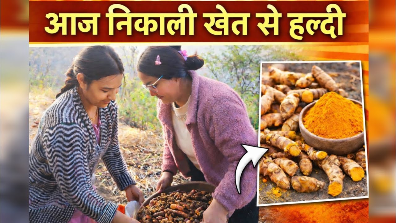 आज निकाली हमने खेत से हल्दी 🏔️pahadi lifestyle vlogs ...