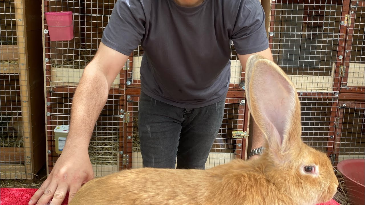 TAVŞAN KÜMESİ