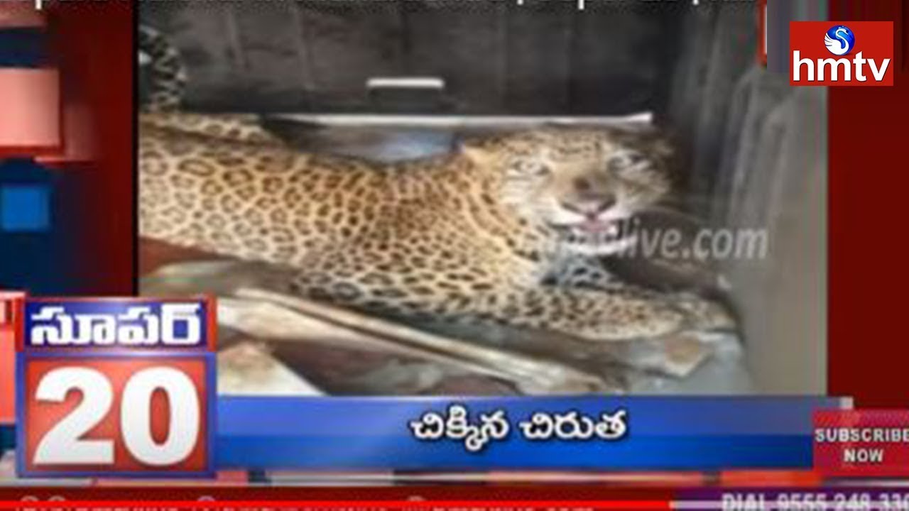 Leopard Hulchul In Maharashtra | Super 20 | hmtv