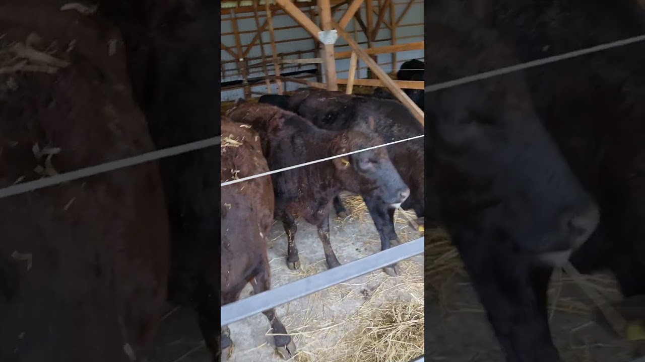 wagyu black bull ranch lekenik