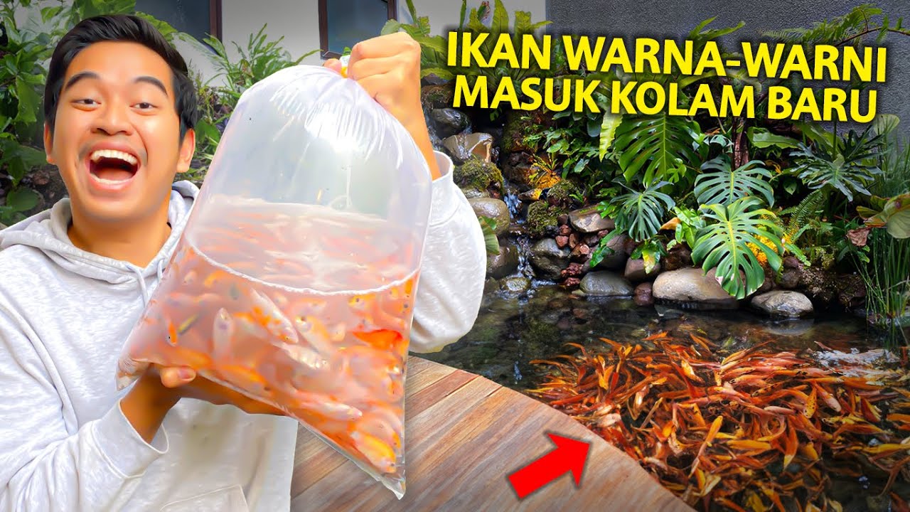 PERTAMAKALI MASUKIN IKAN WARNA-WARNI KE KOLAM BARU!