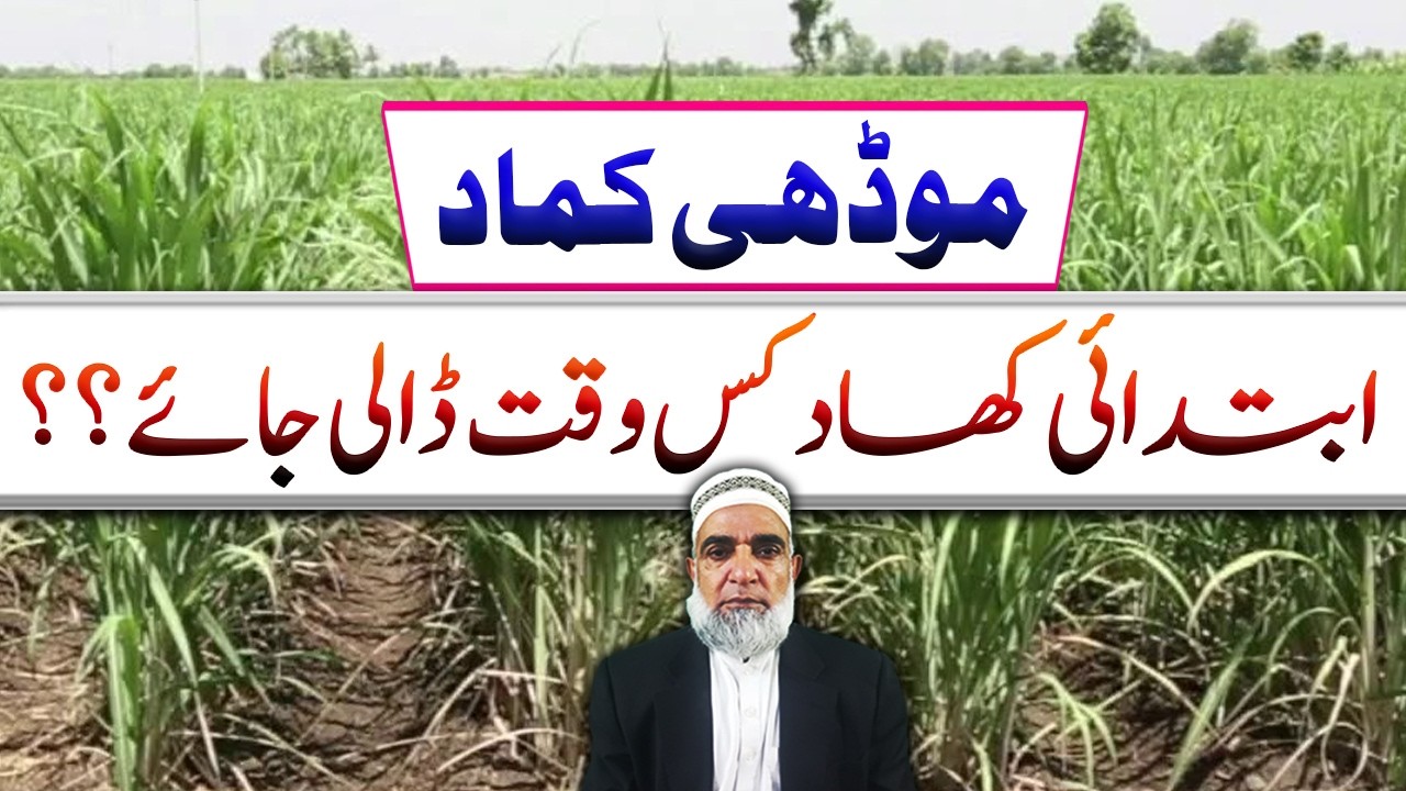 Initial Fertilizer Plan for Ratoon Sugarcane || Crop Reformer