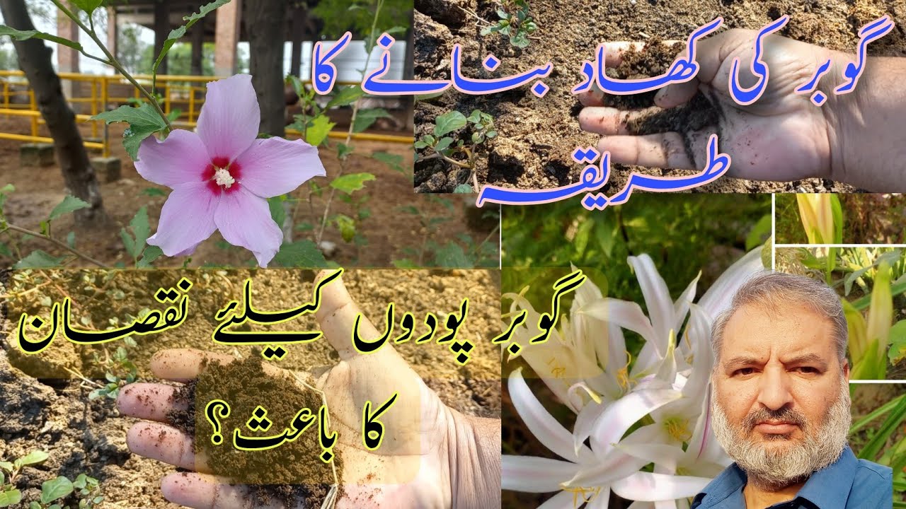 گوبر کی کھاد یا گوبر، پودوں کو کیا ڈالیں؟Organic compost