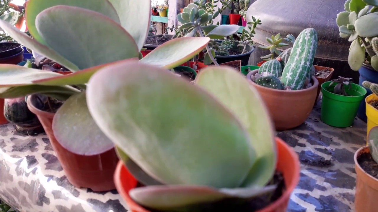 kalanchoe thyrsiflora