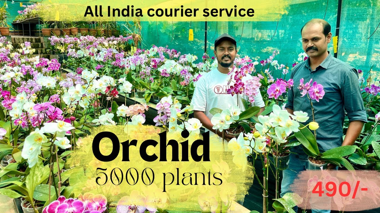 Orchid plants all india  അയച്ച്കൊടുക്കുന്നു 🌷🌷