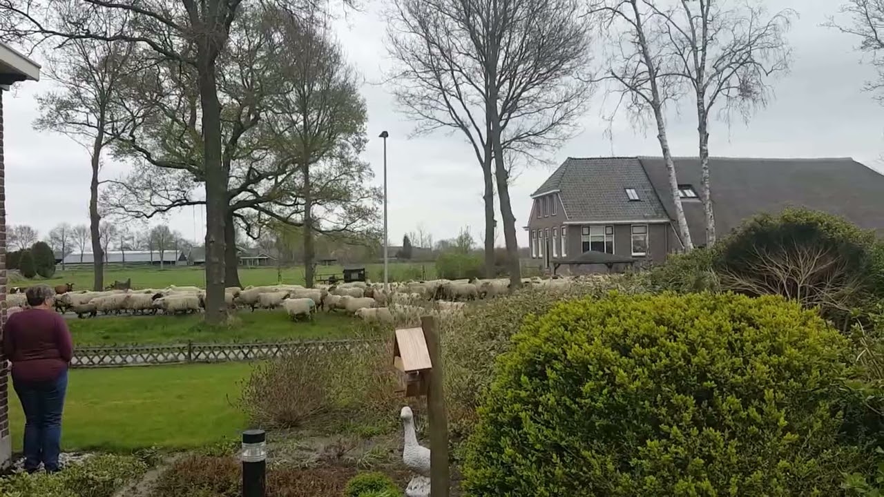 8763b Schapen ontsnappen aan de schaapherder Nijeveen 2022.