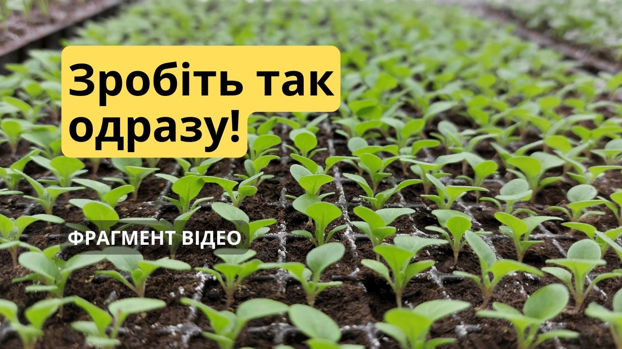 З'явилися сходи петунії- що одразу потрібно зробити з розсадою.