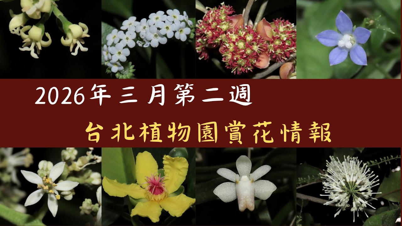 美麗大綻放！三月迎春，大葉釣樟、細葉蘭花參、台灣風蘭，六十種各種姿態與樣貌的花朵一次收納。