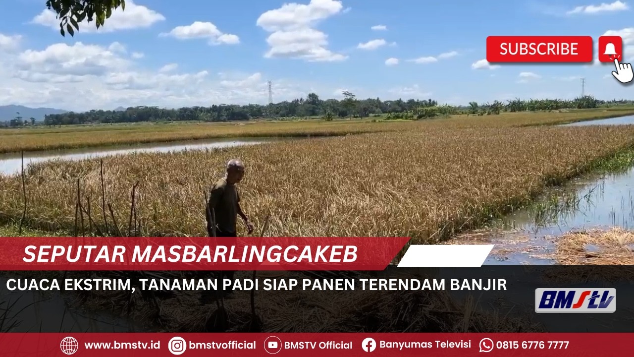 CUACA EKSTRIM, TANAMAN PADI SIAP PANEN TERENDAM BANJIR