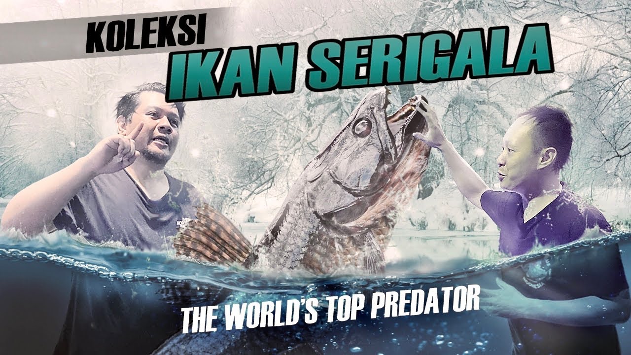 EPISODE KOLEKTOR!! KOLEKSI WOLF FISH SI IKAN SERIGALA PEMANGSA PIRANHA PALING BAHAYA DI AMAZON